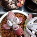 단비다육