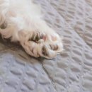 김대일동물병원 - 평택시 경기대로 1511 | 김대일동물병원