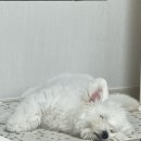 보들보들 유치원 이미지