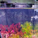 트리밍153 | 맥시멀리스트 초보 물생활러의 풀소유 25큐브 수초항 세팅｜초보 실수부터 2차 재세팅까지