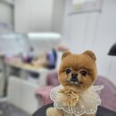 멍멍스타일 이미지