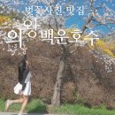 백운호수 주차장 | 커플의 성지 의왕 백운호수 , 주차장 벚꽃 사진 맛집 !오리배 혼자선 안되는 이유 !