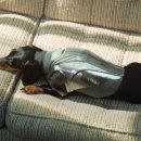 선샤인퍼피 이미지