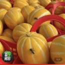성주 못난이 참외 10kg 8,720원 이미지