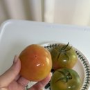 토렌지 아라의선 토마토신품종 미니토마토
