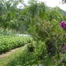 흙집정원 이미지