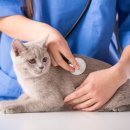 도도 동물병원 이미지