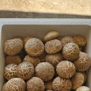 버섯생농장 이미지