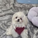 벨헤어 | 인생 컬러 찾았어요! 염색 장인이 계시는 화계역 근처 '벨뮤즈헤어' 솔직후기