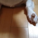 푸루터블