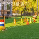 골드애견 이미지