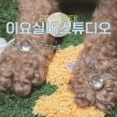 행복한실버홈 | 이요실버스튜디오 반려견악세리 2종 키링, 팔찌 후기