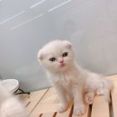 샵미소 이미지