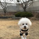 놀러오개 애견유치원 애견호텔 동산점 네이버블로그