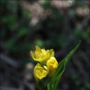 들꽃세상 이미지