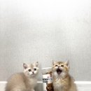 몬 펫 | 🐾간식🐾 갤럭시펫 몬푸드 캣 동결건조 연어트릿