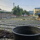 참깨씨로 직파 했어유 이미지