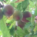 대관령주막집 이미지