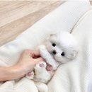 퍼피엔죽 이미지