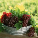 송이송이 이미지