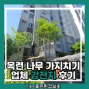 서울국유림관리소 | 목련 나무 가지치기업체 강전지 후기