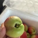 과일꾼 | 과일꾼 신비복숭아 후기 🍑 복숭아 택배 추천! 과즙 폭발하는 달콤한 신비복숭아 2kg 구매 후기