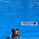 도토리 강아지 유치원 이미지