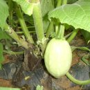 호박이넝쿨째 이미지