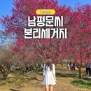 남평문씨본리세거지 주차장 | 대구 매화 명소 남평문씨본리세거지 개화상황 만개