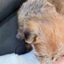 버디독 강아지분양 안심분양센터 시흥점 이미지