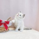 💖 등촌동고양이분양, 우리 집 사랑둥이를 만나다! (요미캣 후기)