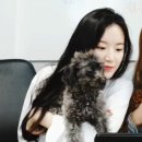 하쿠 이미지
