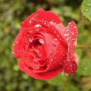 덩굴장미,넝쿨장미(Rosa multiflora,platyphylla) 이미지