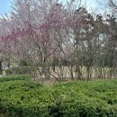 진도개천국 이미지