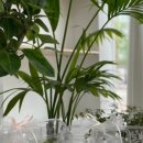 파주청과(과일) 이미지