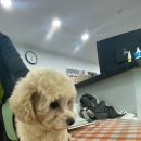 도도한 펫츠 이미지