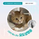 구서동물병원 | 구서역 동물병원 / 고양이 생식기 피 원인, 특발성...인한 요도성형술 후기 [더휴 X 라이프 구조 후기]