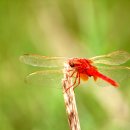 고추잠자리 이미지