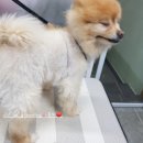 비비드그루밍 이미지