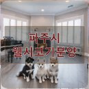 파주켄넬 | 파주시 웰시코기분양 알뜰하게 준비하는 나의 입양 준비 일기