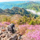 설악산 귀때기청봉=희귀종 털진달래= 한국 고산지대(설악, 지리, 한라)에서만 자생하는 "국내 딱 3곳뿐이라더니 진짜 남다르네 이미지