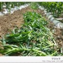 염돌이농장 이미지