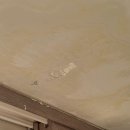 애버그린 이미지