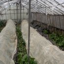 춘화농장 이미지