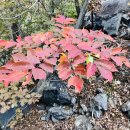 표충사탐방로(=작전도로) 이미지