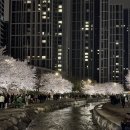 원성천 | 천안 원성천 벚꽃명소 나들이 주차 후기