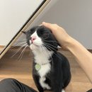 대복민박 이미지