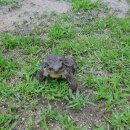 두꺼비농장 이미지