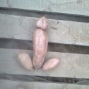 수철농장 Daum카페