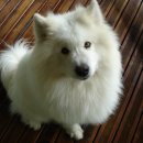 사람과애견 이미지